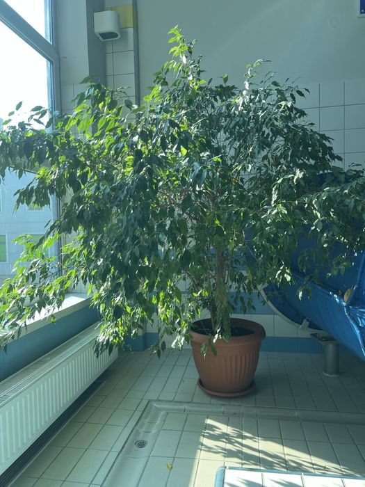 Sprzedam pieknego benjaminka