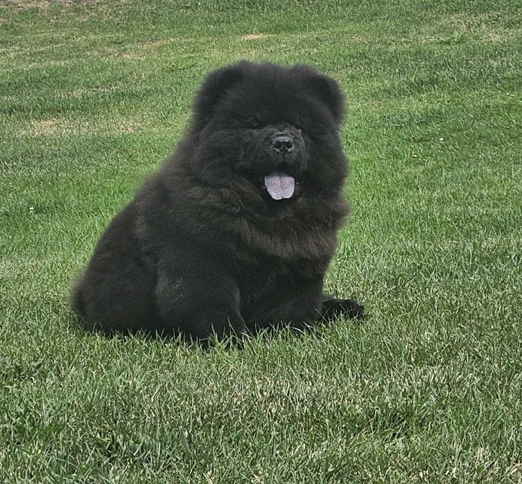 Chow Chow Gabi z rodowodem