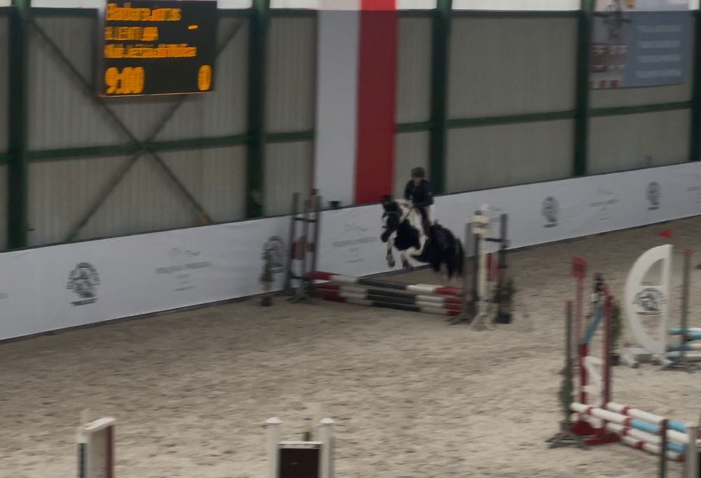 Koń kucyk 145 cm , 15 lat