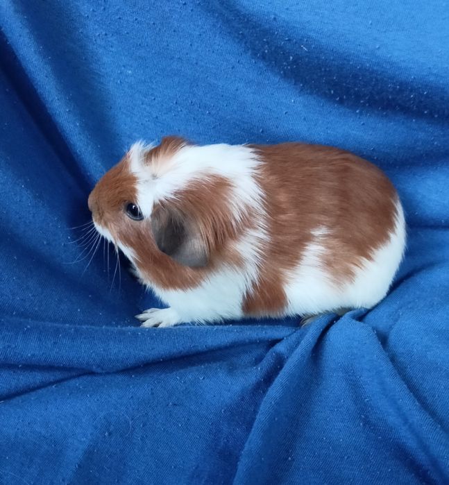 Питомник морские свинки