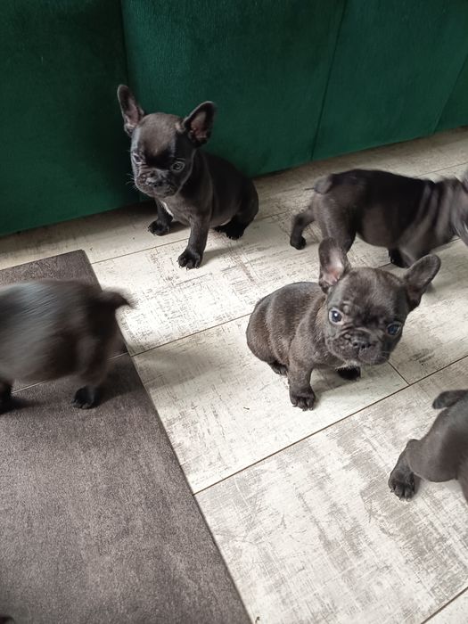 Buldog francuski - gotowy do odbioru pies