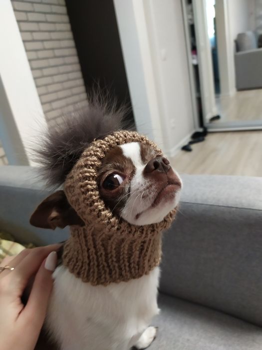 Теплі шапки для маленького песика