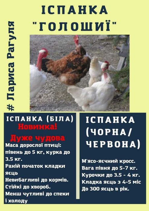 Яйце інкубаційне Несучка Бройлер М'ясо-яєчка