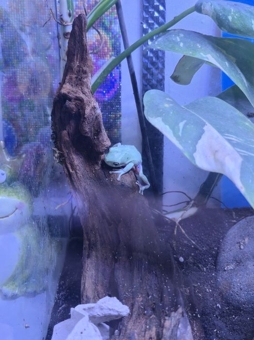 Żaba rzekotka szmaragdowa z terrarium