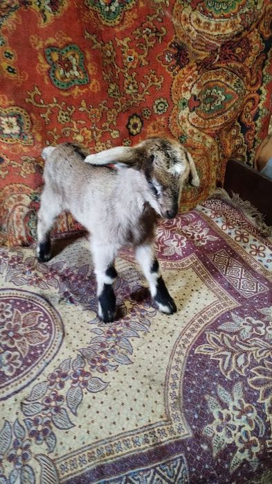 Козлята, козы ,коза