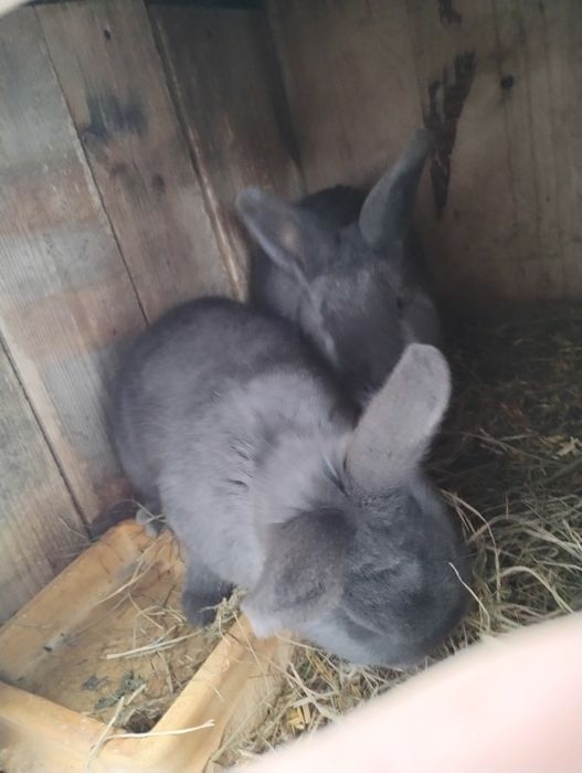 WN wiedeński niebieski