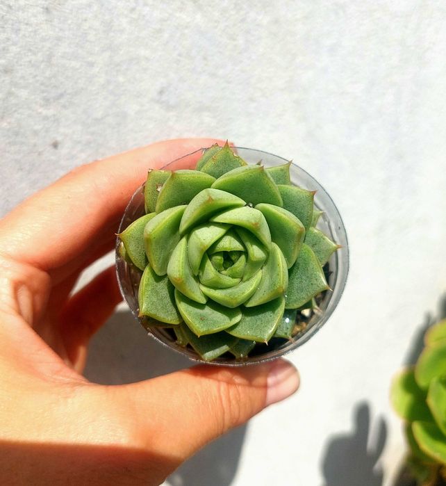 Suculentas 2€ cada