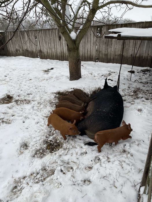 Поросята дюрок.  Селекція Dan Bred. Приймаю замовлення на весну.