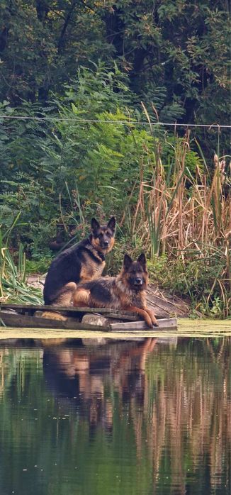 Цуценята німецької вівчарки 2 місяці