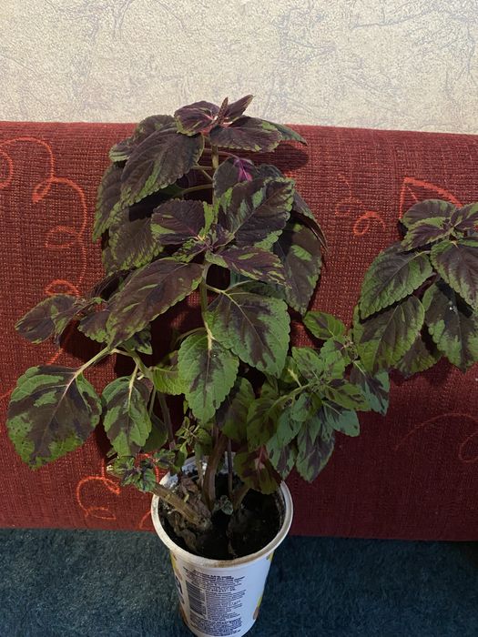 Колеус кімнатний вазон