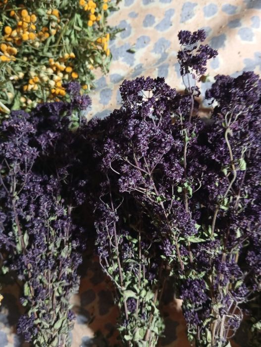 Пижма, материнка, чистотіл, в пучках меліса аір тисячолисник  душиця