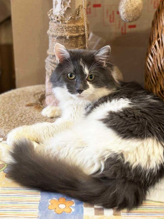 Арчі - врятований котик, готовий дарувати любов! 1рік кіт кошеня кішка