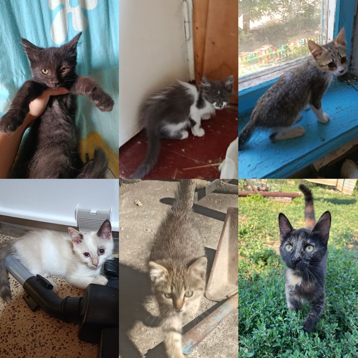 Симпатичные котята бесплатно. Котенок. Кот. Кошка. Даром