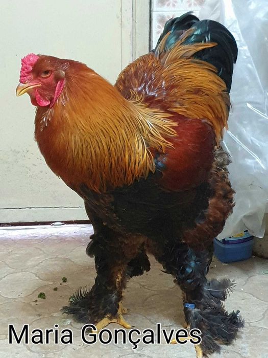 Galinhas brahma perdiz dourada