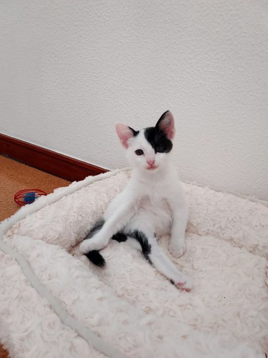 Gatinho bebé para adoção
