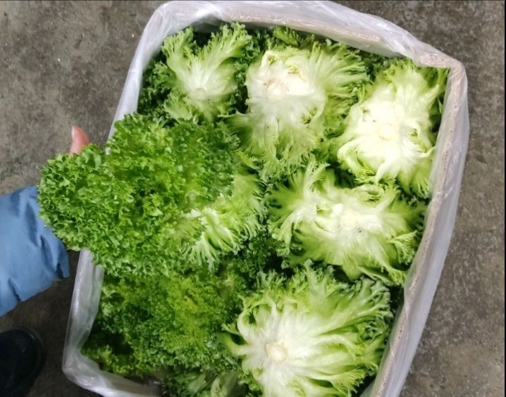 Продам домашній салат Фріліс