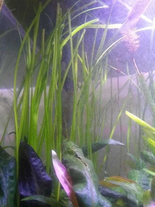 Акваріум, рибки та водорослі різних видів