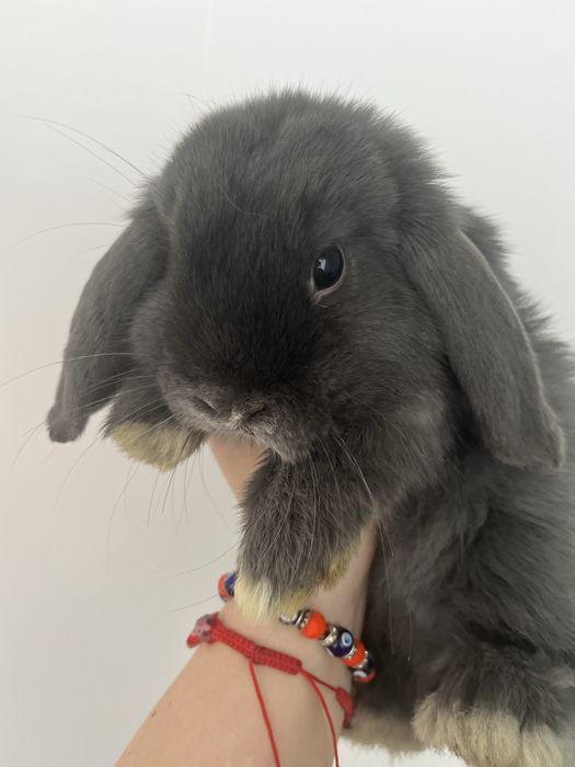 Sprzedam króliki rasy mini lop
