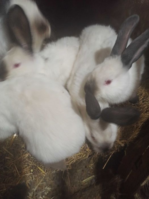 Króliki mieszańce