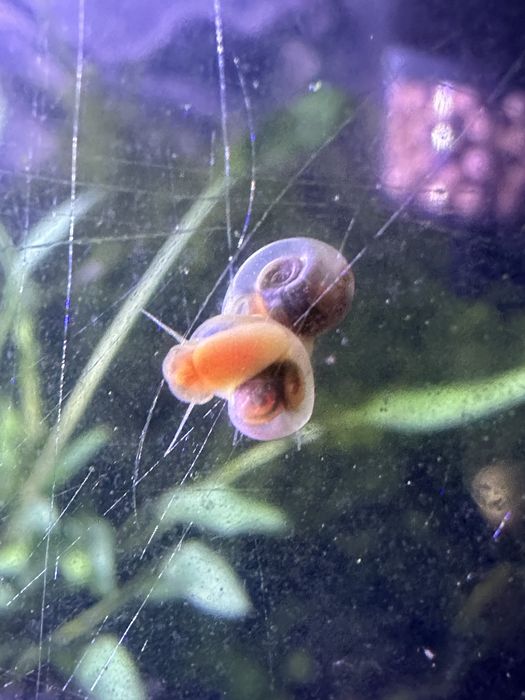 Pink Ramshorn Snail (caracol de água doce)