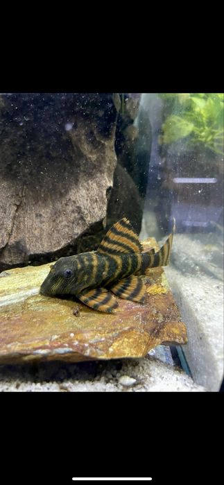 Panaqolus Alenquer Tiger L397