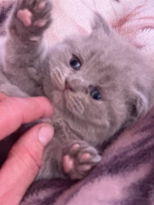 Шотландські кошенята