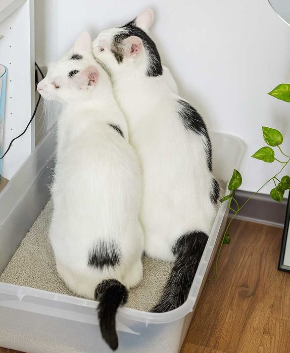 Poznań i okolice - kocurek Przecinek szuka domu