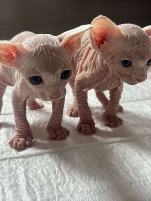 Сфинкс котята бронь
