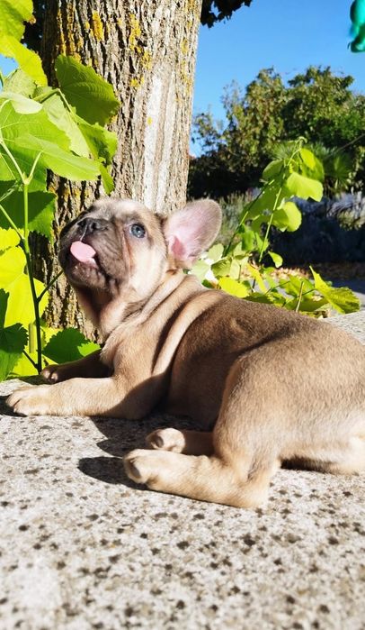 Bulldog Francês Macho