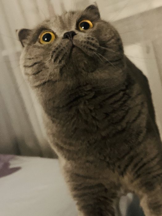 «Скотиш фолд» Вязка