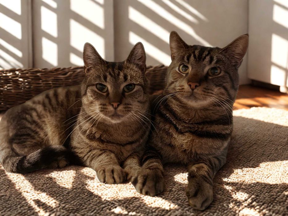 Mini i Knicki - cudowna para kotów