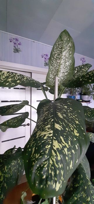 Продам диффенбафию