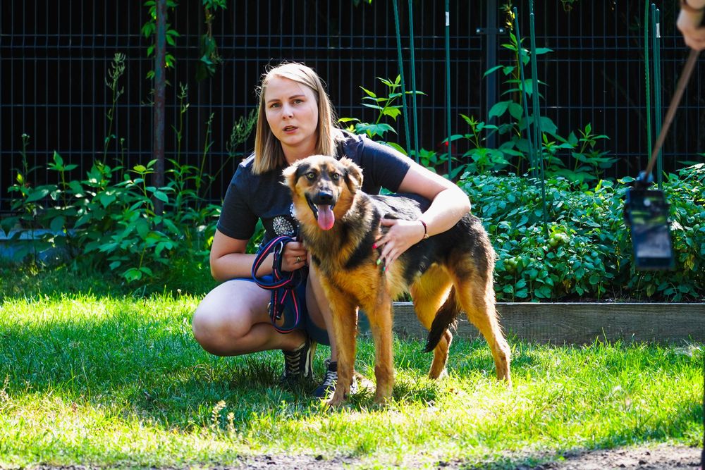 Nevada - cudowna, długowłosa sunia szuka domu