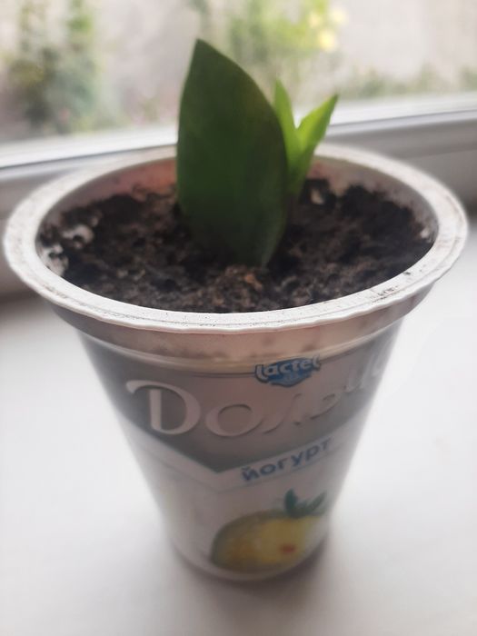 Заміокулькас, доларове дерево