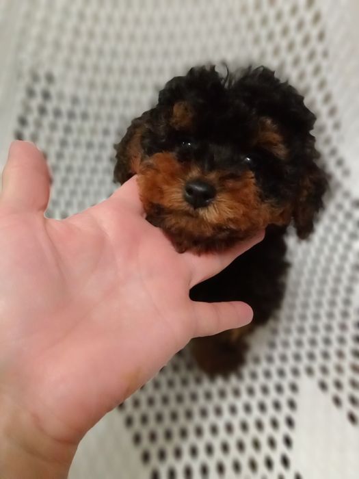 Мальтіпу F2 манюня.