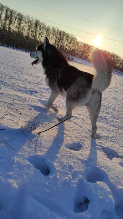 Хлопчик хаскі 4 років
