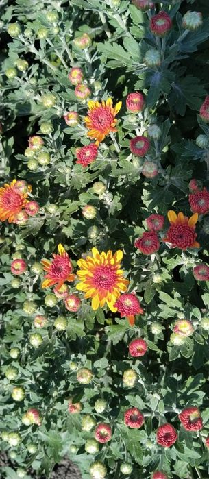 Продаж хризантем мультифлори