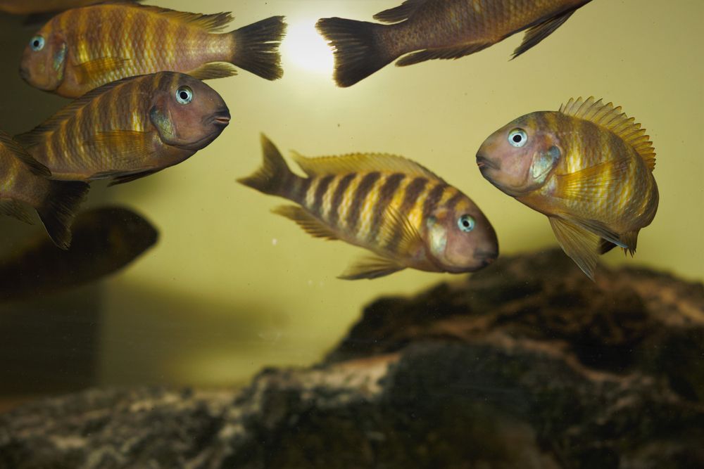 Tropheus Kerenge Tanganika po rodzicach z odłowu!