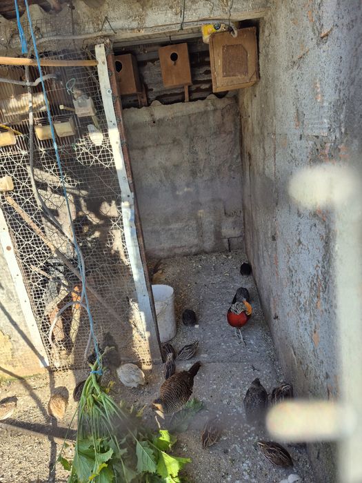 Faizao dourado e duas femeas