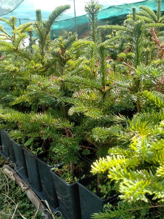Jodła szlachetna abies nobilis