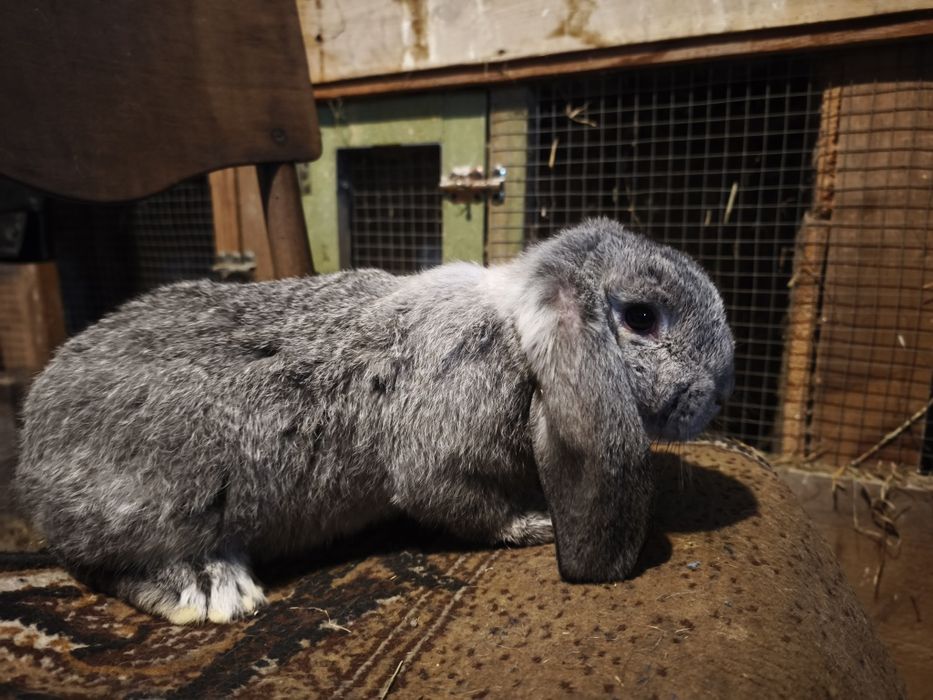 Króliki baran francuski