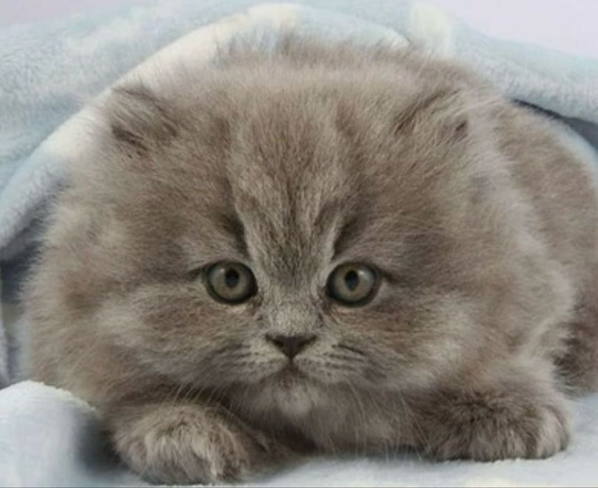 Голубой прямоухий мальчик