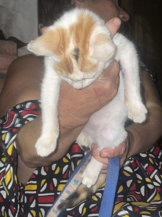 Caozinho e gatinha