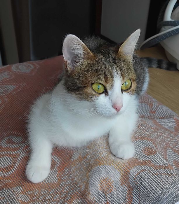 Красуня кішка з очима Мішель Мерсьє