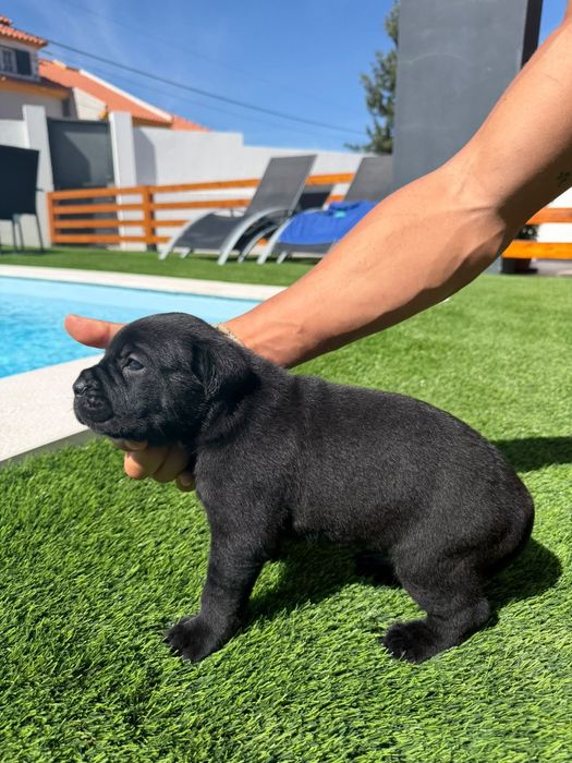 Cane Corso Italiano