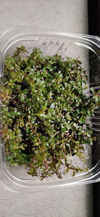 Ротала колората, Rotala Colorata