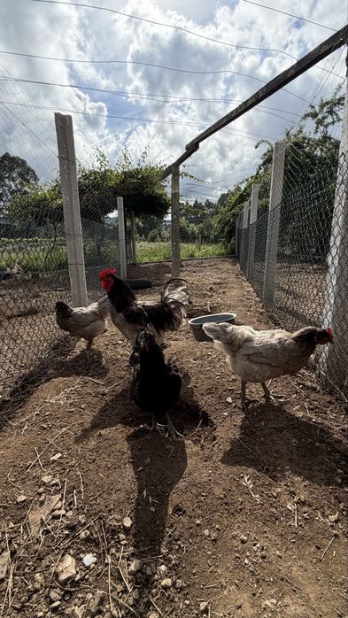 Ayam  Cemani Malines, Leghorn, Jersey, Cornish, La Bresse e Pedrês | Ovos, pintos e aves