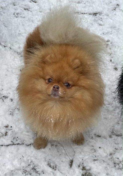 Мальчик 5 мес. ксу. Киев