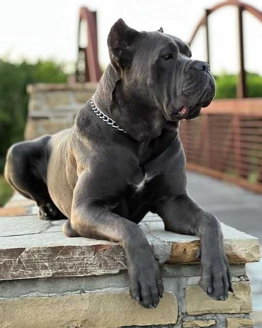 Cane Corso, сіра красуня