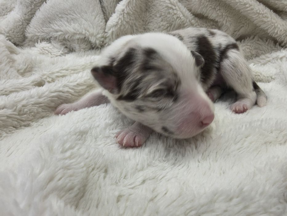 Border Collie Red merle